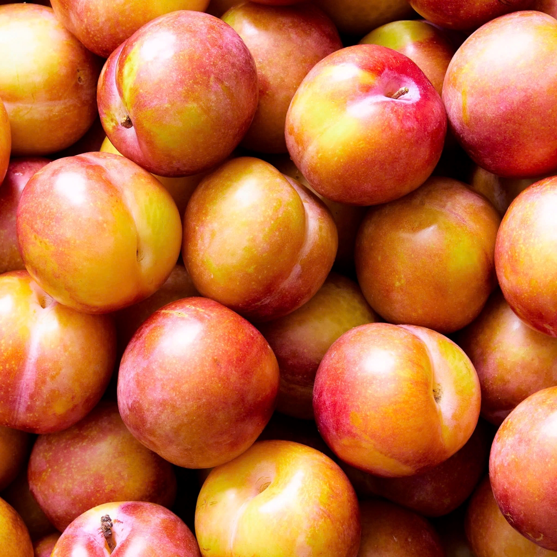Mận Mỹ October