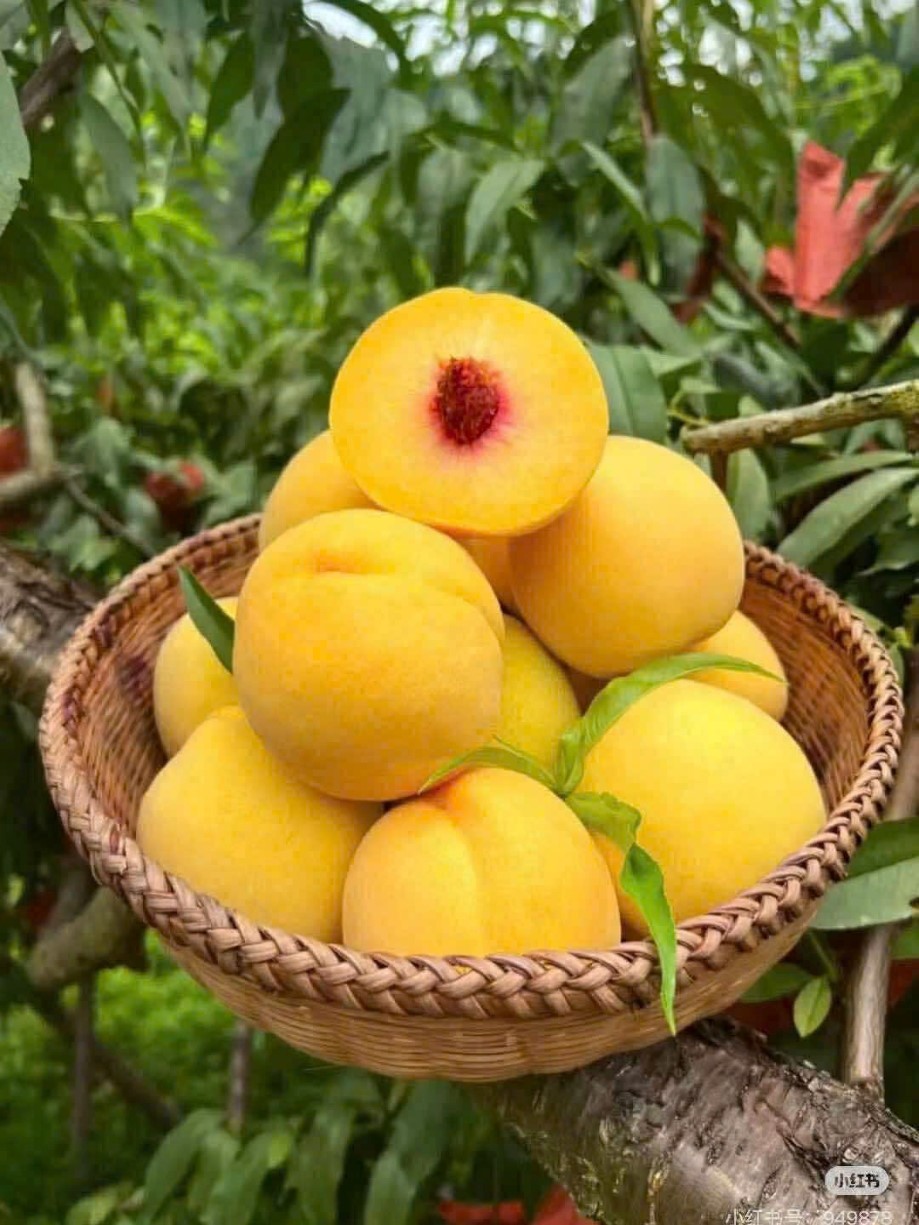 Vườn Quả Tứ Phương