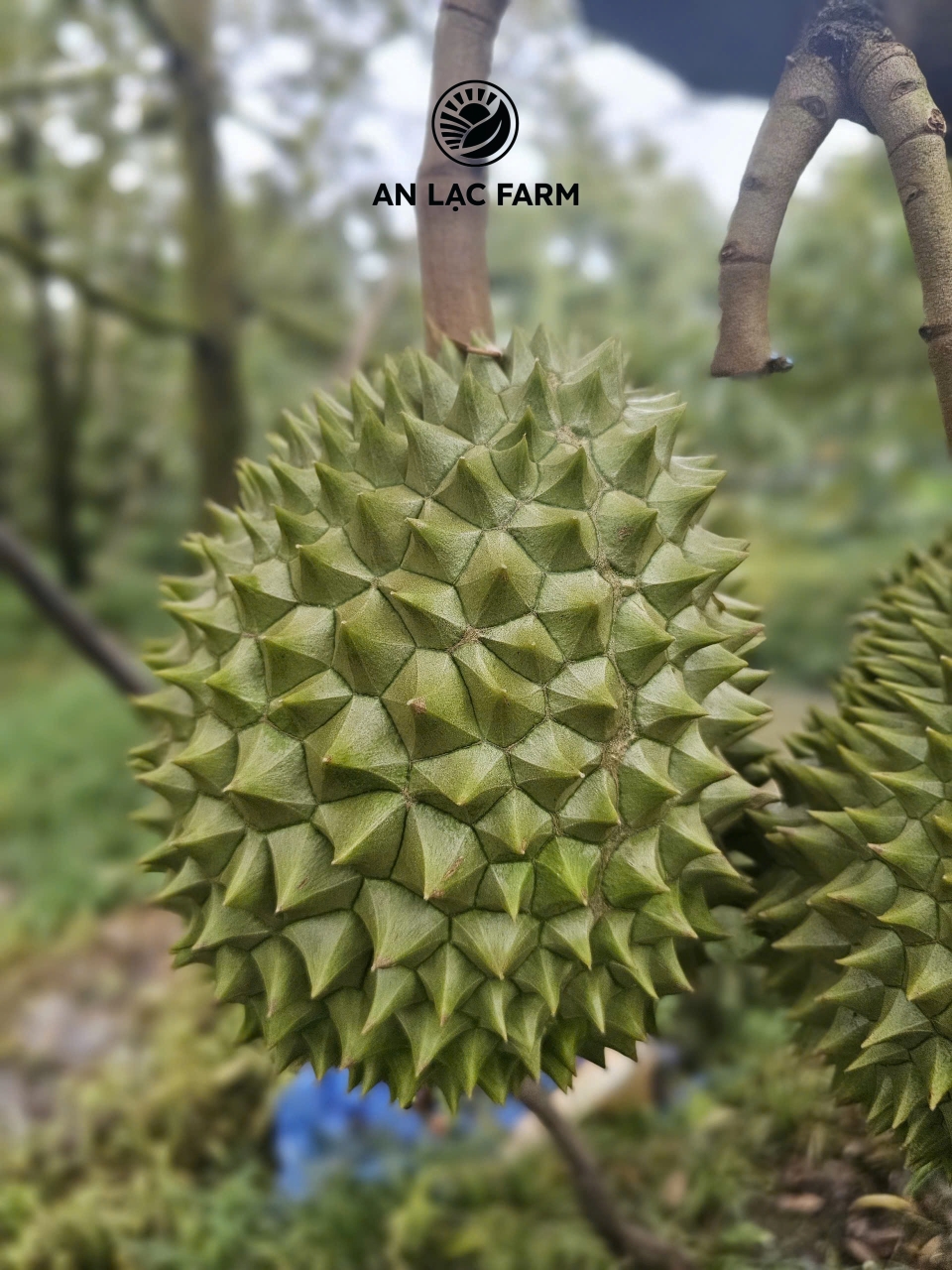 Sầu Riêng Thượng Hạng