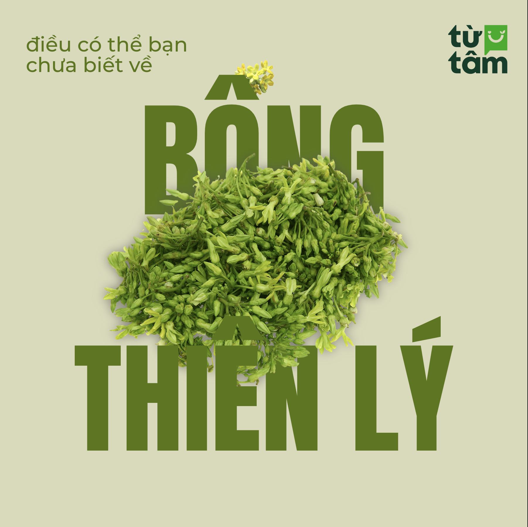 🌿 Những điều ít ai biết về bông thiên lý