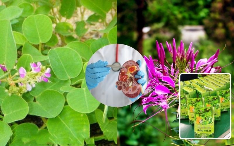 Khám Phá Tác Dụng Của Kim Tiền Thảo Râu Mèo Trong Y Học