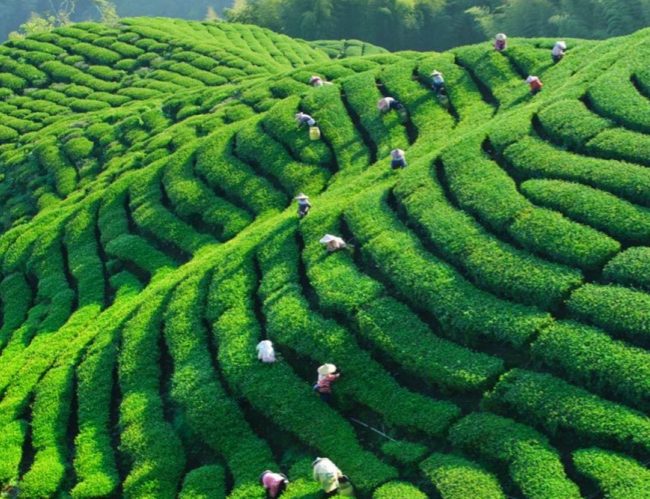 HÀ NỘI - MỘC CHÂU - MƯỜNG PHĂNG - ĐIỆN BIÊN - HÀ NỘI 3 NGÀY 2 ĐÊM