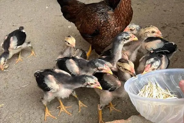 Cách chăm sóc gà con sau khi nở – giai đoạn quan trọng nhất