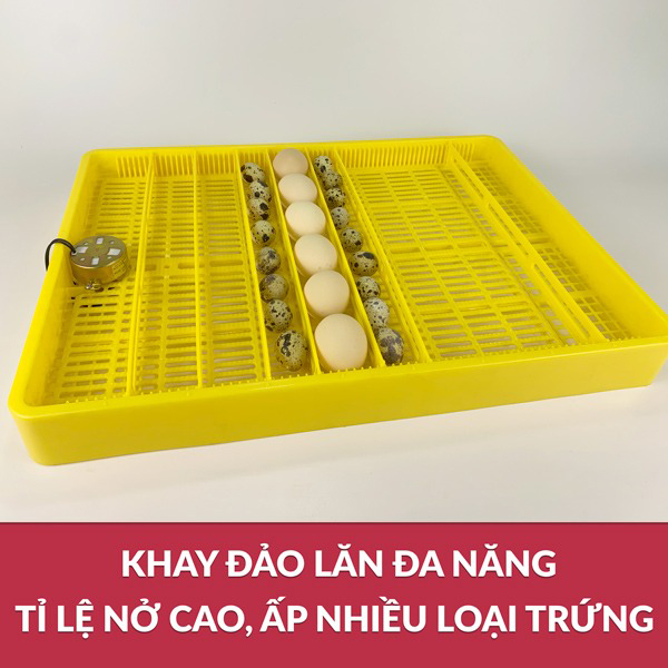 Máy Ấp Trứng Gà Ánh Dương A100 – Giải Pháp Ấp Nở Thông Minh