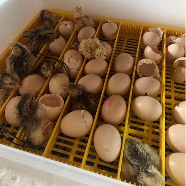 Máy Ấp Trứng Gà Ánh Dương A100 – Giải Pháp Ấp Nở Thông Minh