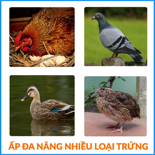 Máy ấp trứng gà Ánh Dương P100 chính hãng mới nhất 2025