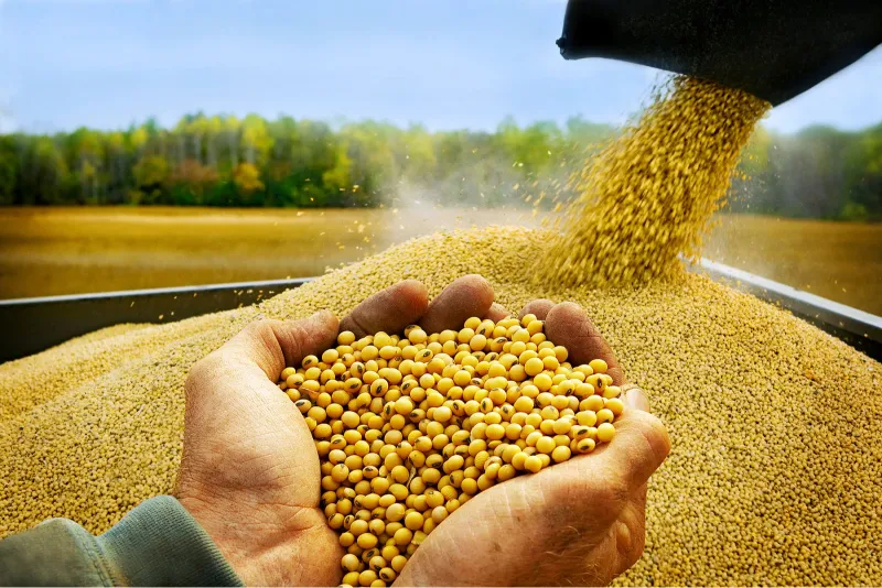 Chọn được những hạt đậu nành ngon