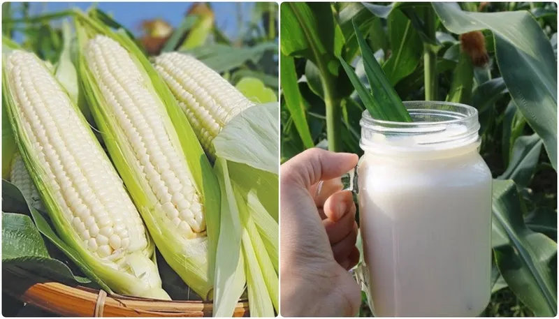 Sữa ngô hạt sen với ngô nếp thơm ngọt hấp dẫn