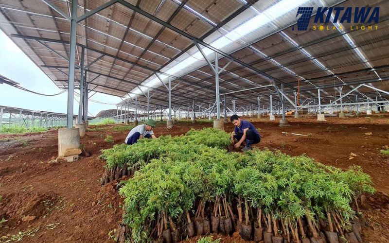 điện năng lượng cho nhà kính