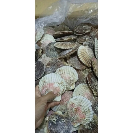 Sò Điệp Nhật Nguyên Con - 1kg