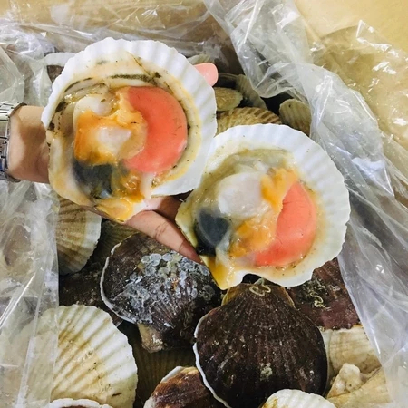 Sò Điệp Nhật Nguyên Con - 1kg