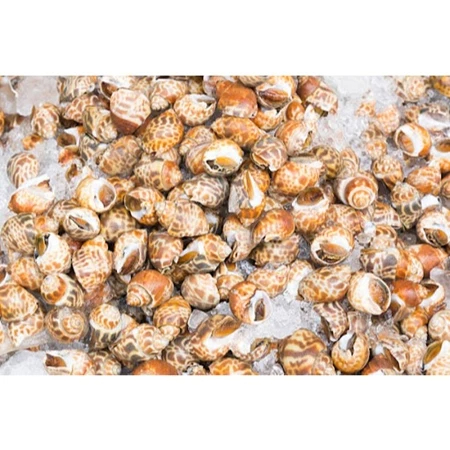 Ốc Hương Quế Hàng Chất Lượng Size 30-50 con - 1kg