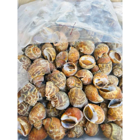 Ốc Hương Quế Hàng Chất Lượng Size 30-50 con - 1kg