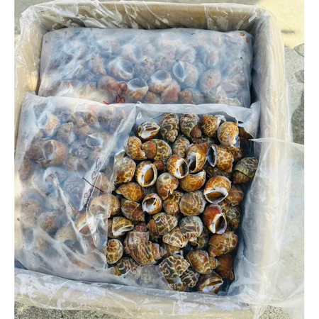 Ốc Hương Quế Hàng Chất Lượng Size 30-50 con - 1kg