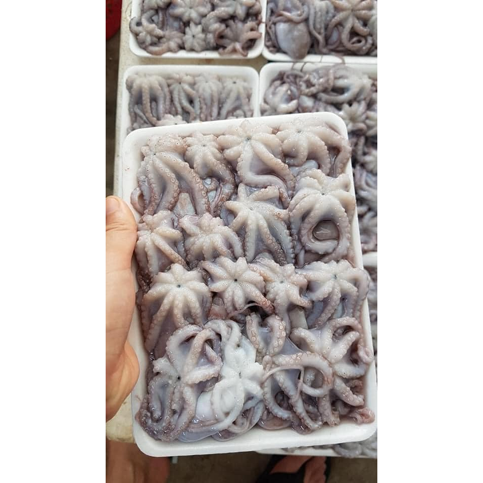 Bạch tuộc sữa baby - 1kg