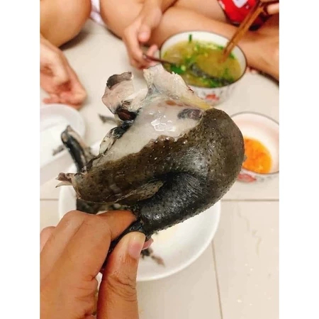 GÀ ÁC 1 con (500g-800g con có trứng con không có trứng)