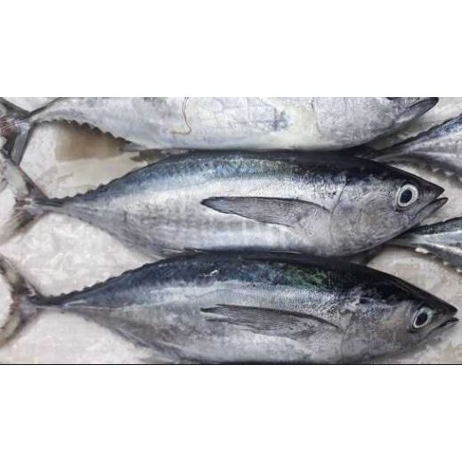 Cá Ngừ Nguyên Con làm sạch Cắt Khoanh Tươi Ngon - 1kg