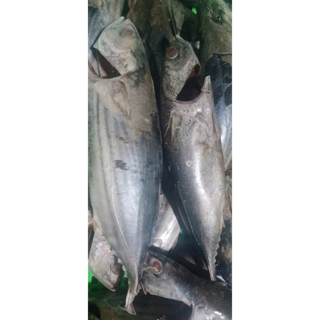 Cá Ngừ Nguyên Con làm sạch Cắt Khoanh Tươi Ngon - 1kg