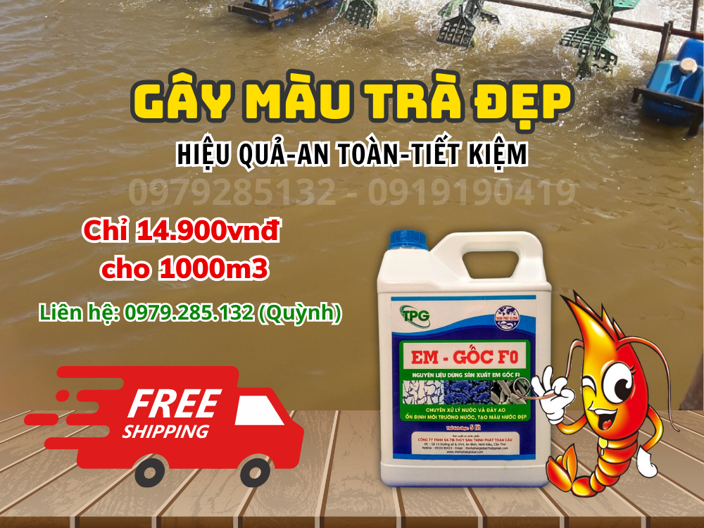 CHẾ PHẨM SINH HỌC EM LÀ GÌ? CÁCH GÂY MÀU TRÀ CHO NƯỚC AO HIỆU QUẢ, NHANH CHÓNG, CHI PHÍ THẤP VỚI EM GỐC F0 - THỊNH PHÁT TOÀN CẦU