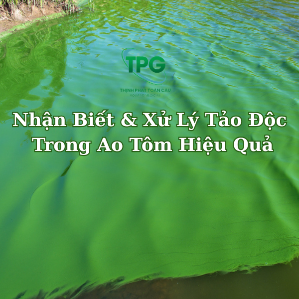 Nhận Biết & Xử Lý Tảo Độc Trong Ao Tôm Hiệu Quả