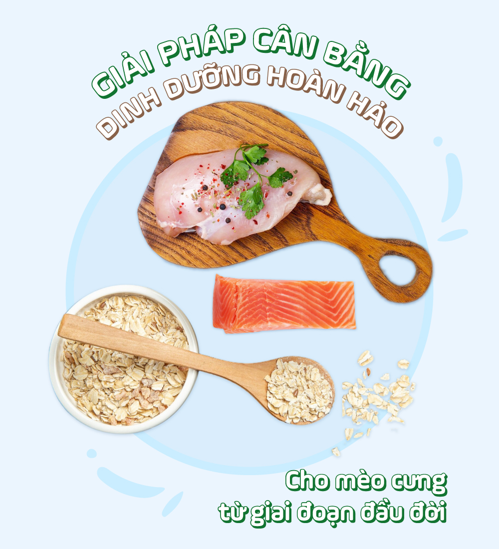 Thức ăn cho mèo con