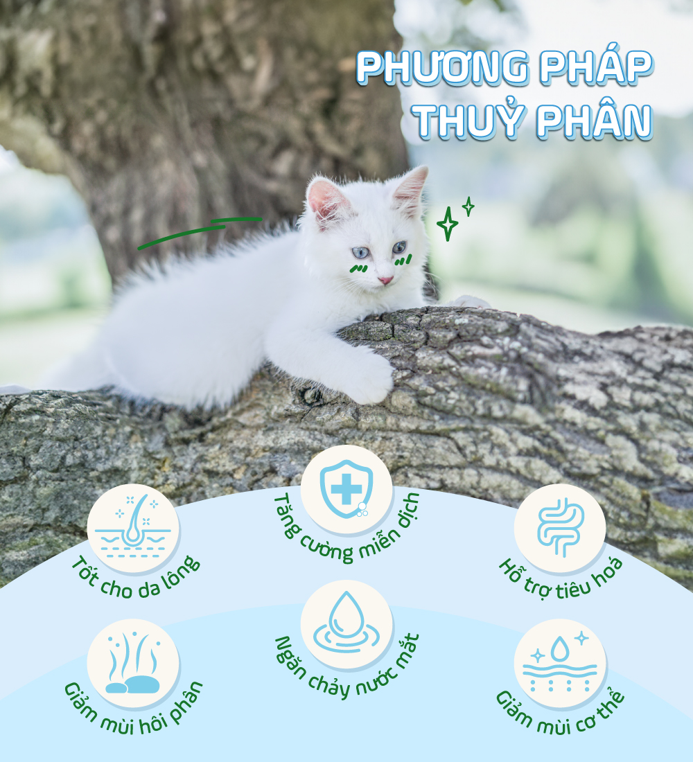 Thức ăn cho mèo con