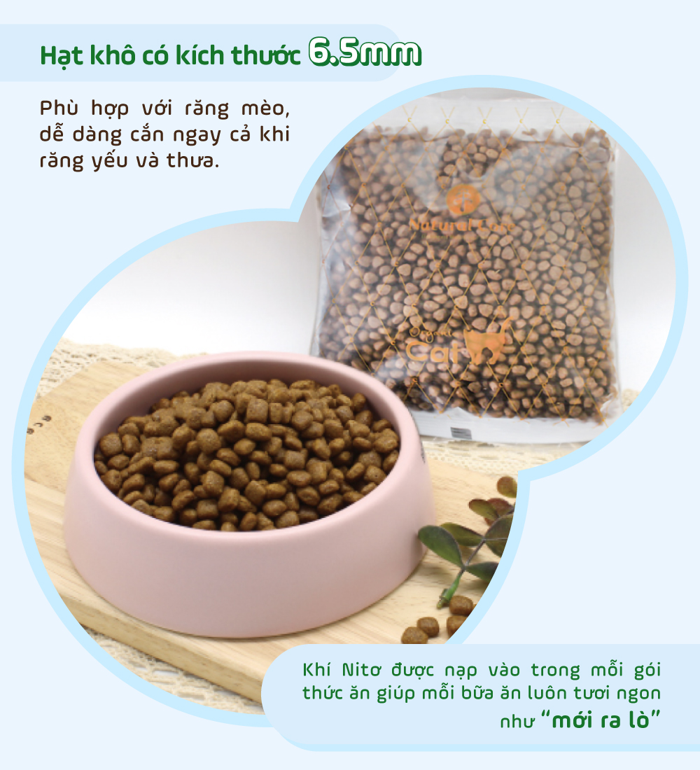 Thức ăn cho mèo con