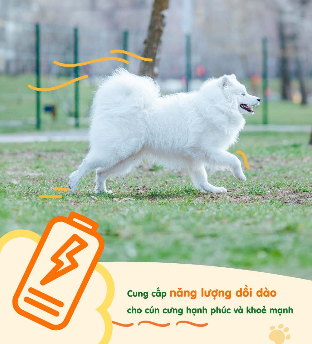 Gà sấy phô mai