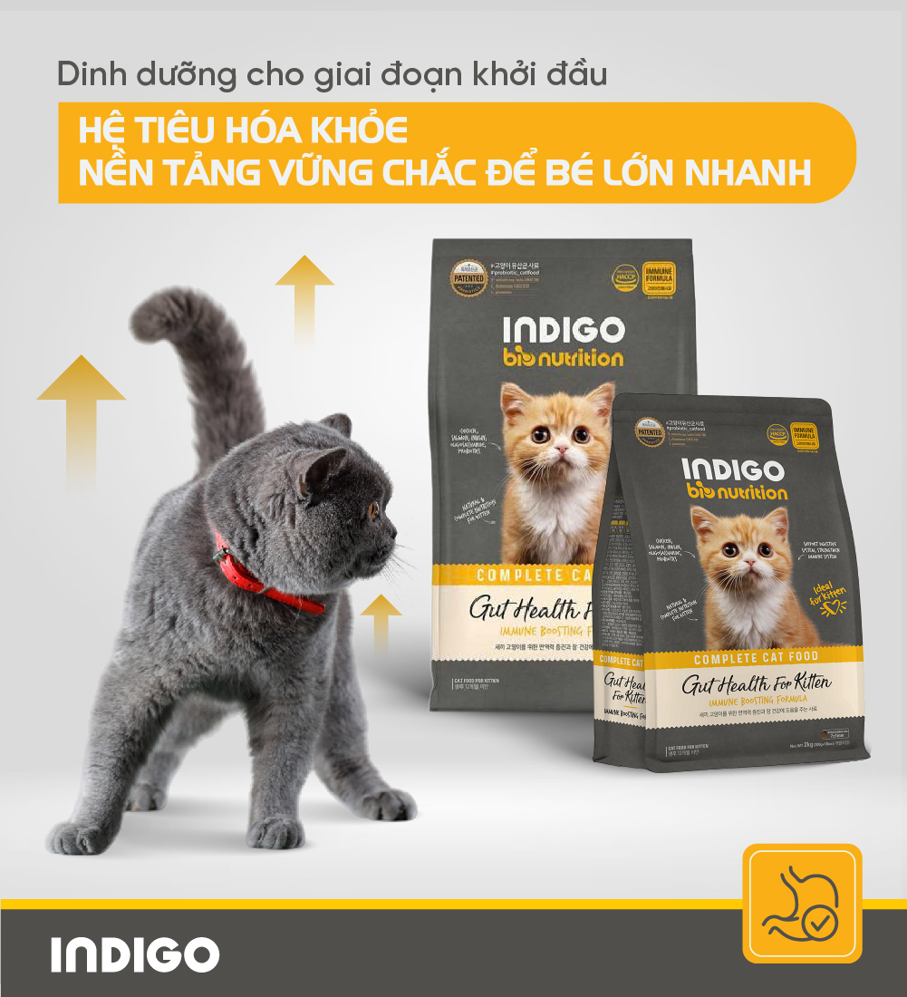 Thức ăn dinh dưỡng chức năng cho mèo con tăng cường sức khỏe tiêu hóa