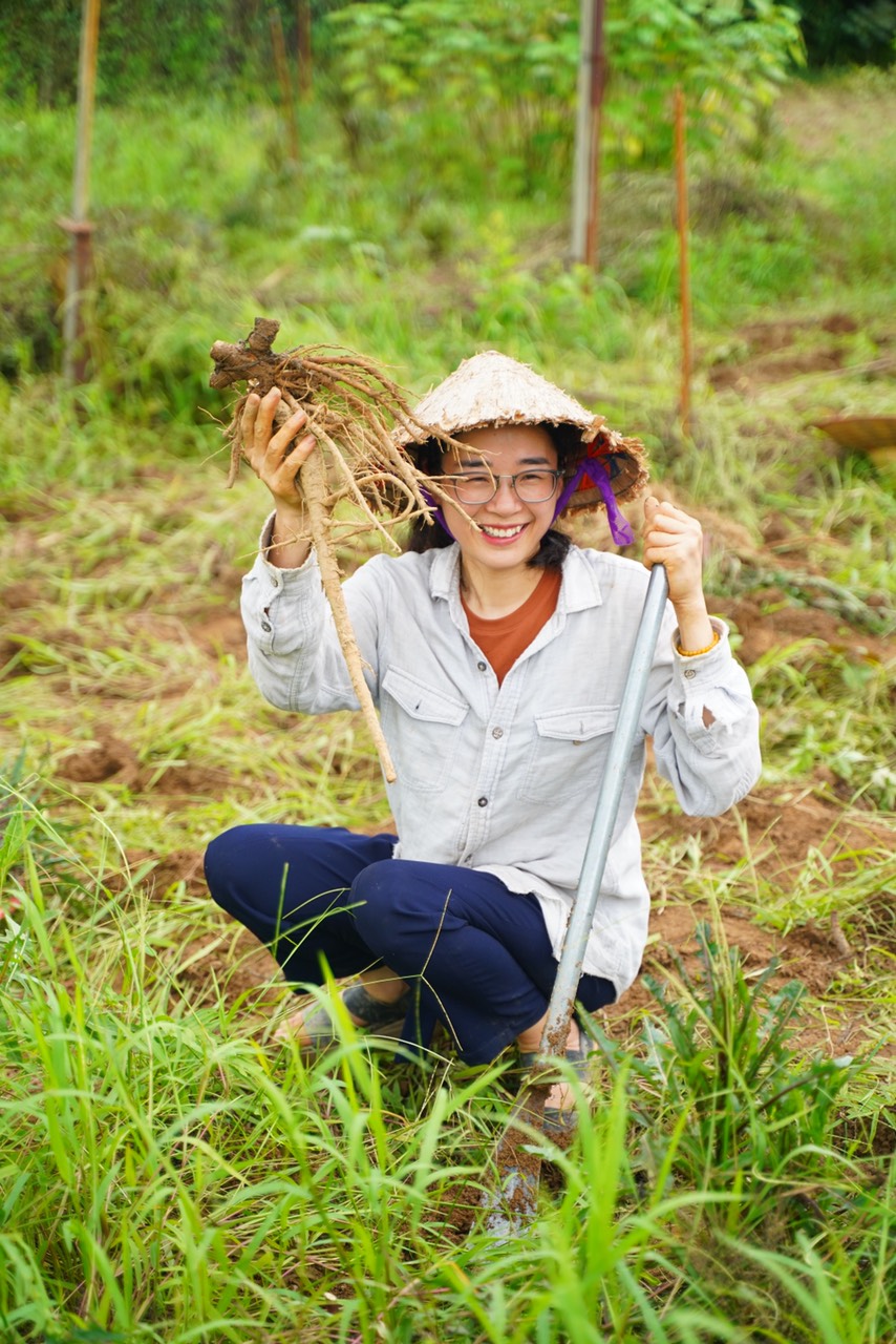 Bột nước ép Rễ Bồ công anh Sungrass - Hộp 15 gói