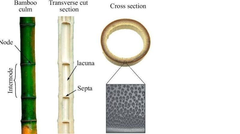 Hình ảnh bài viết