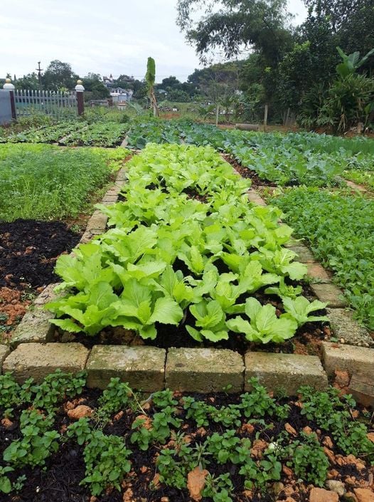 CÁC LOẠI HẠT GIỐNG RAU, HOA, CỦ, QUẢ THƯỜNG TRỒNG Ở VIỆT NAM