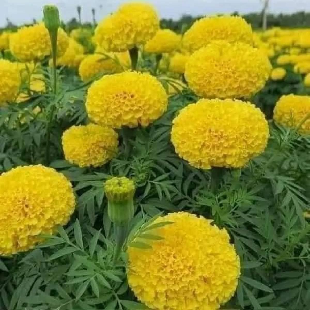 Hạt Giống Hoa Cúc Vạn Thọ Cao Vàng Sai Bông F1 TG71