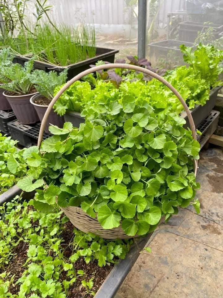 Cách gieo trồng hạt rau má lá nhỏ để nảy mầm nhanh