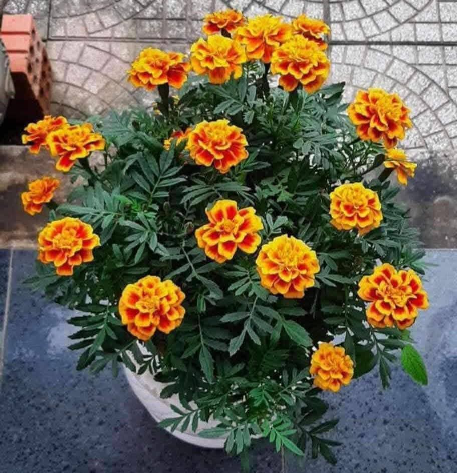 Hưỡng dẫn trồng hoa cúc vạn thọ ban mai nở vào dịp tết nguyên đán