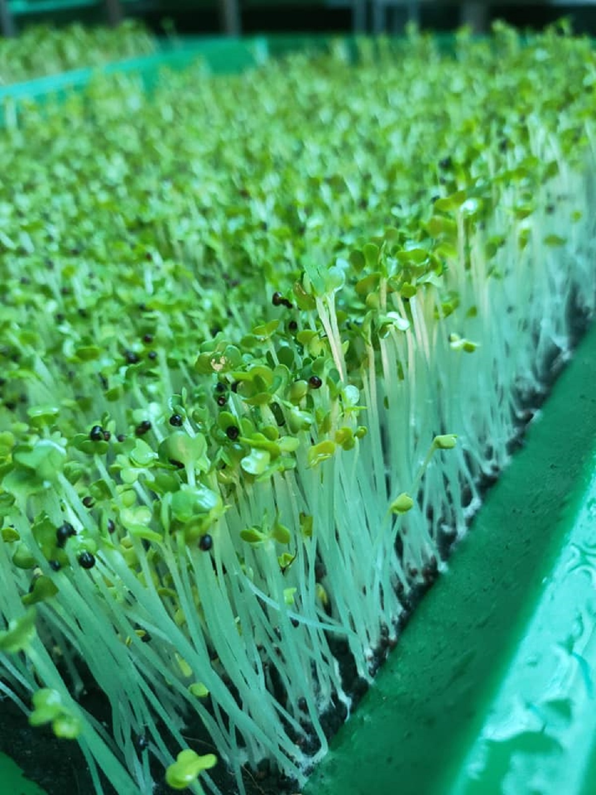 COMBO HẠT GIỐNG 10 LOẠI RAU CẢI – HẠT GIỐNG RAU SẠCH TRỒNG TẠI NHÀ TỶ LỆ NẢY MẦM CAO DỄ TRỒNG THU HOẠCH NHANH