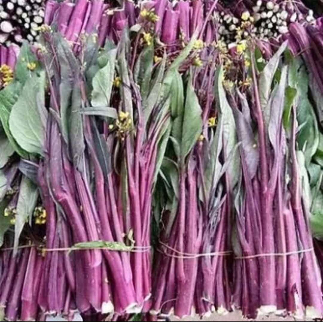 Hạt giống rau Cải ngồng ngọt đỏ (tím) thu hoạch lâu nhiều lần gói 5gr