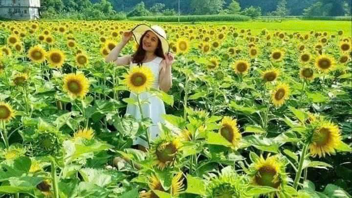 Hạt Giống Hoa Hướng Dương Một Bông