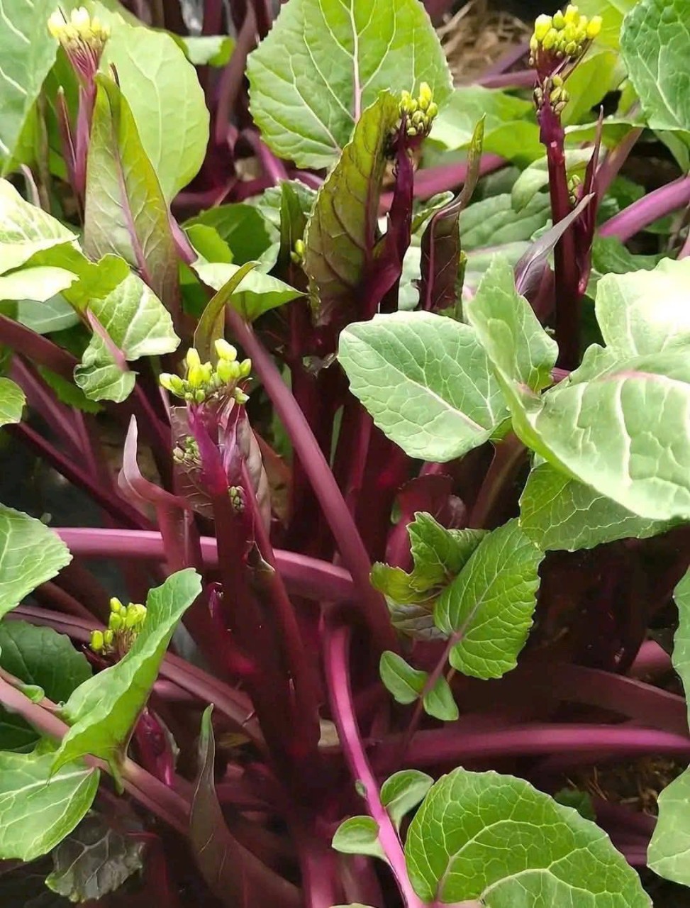 Hạt giống rau Cải ngồng ngọt đỏ (tím) thu hoạch lâu nhiều lần gói 5gr