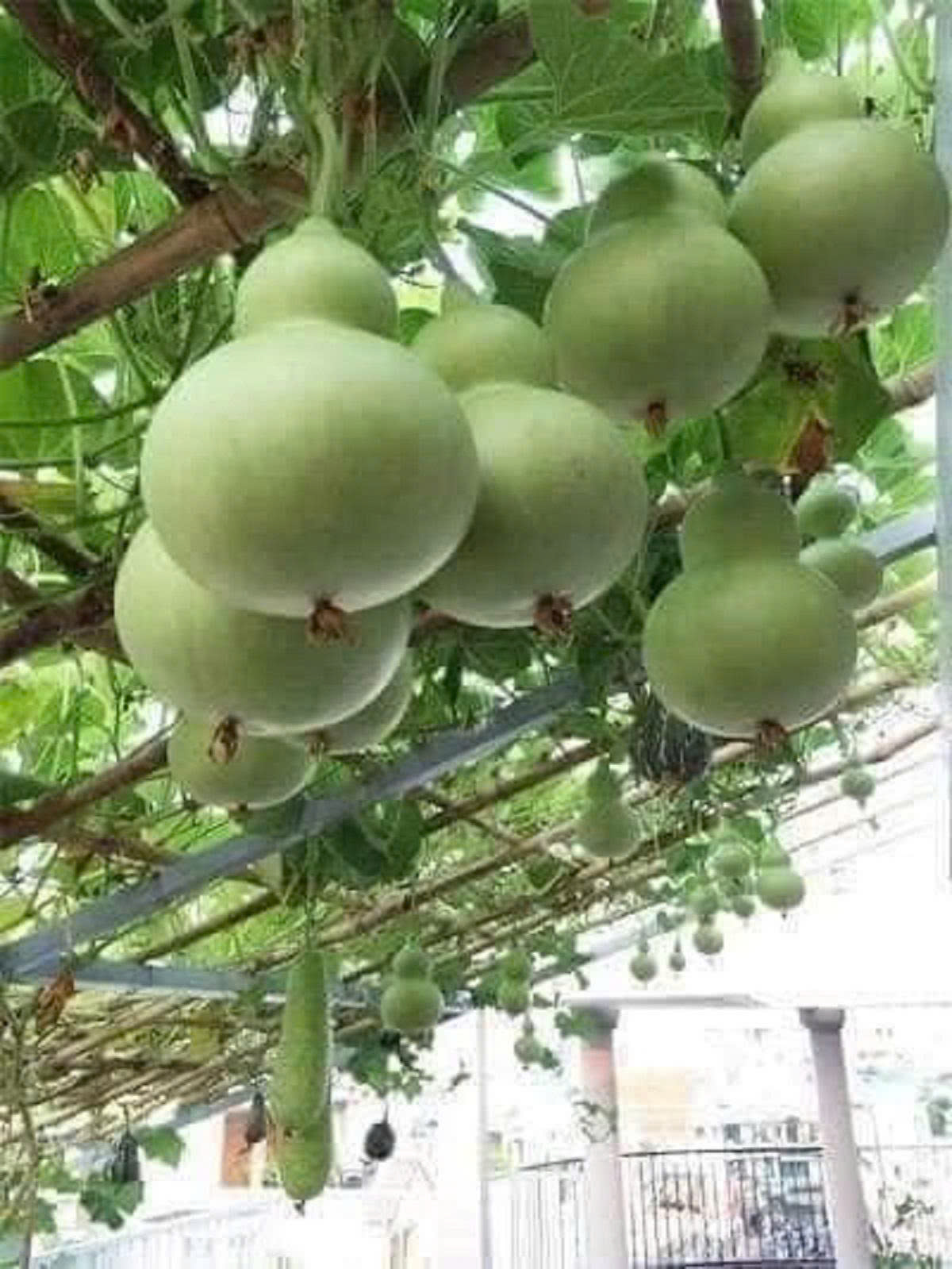 Hạt Giống Bầu Hồ Lô Vừa Đẹp