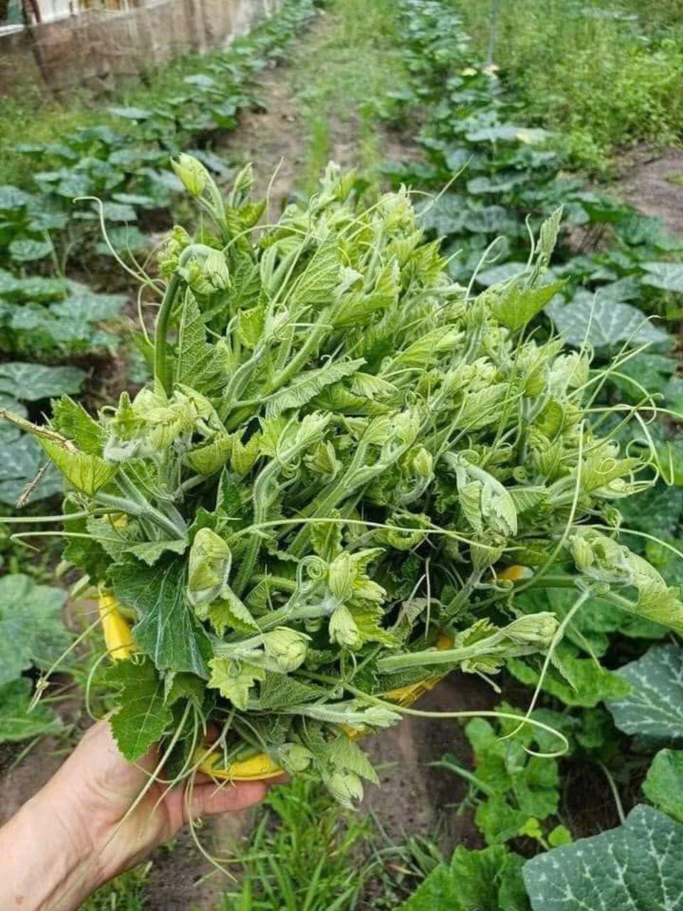 Hạt giống bí siêu ngọn chất lượng cao