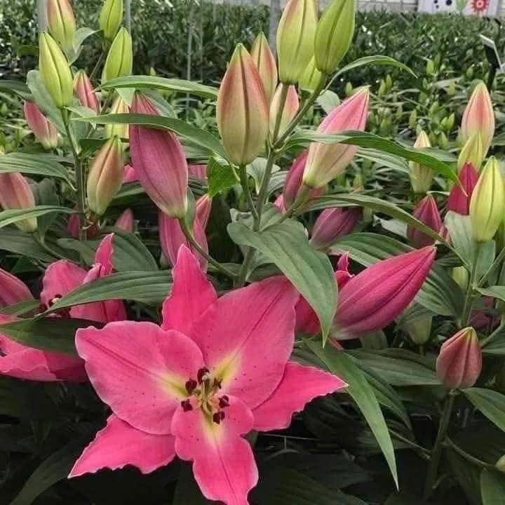 Củ Giống Hoa Ly Đẹp màu Tím hồng