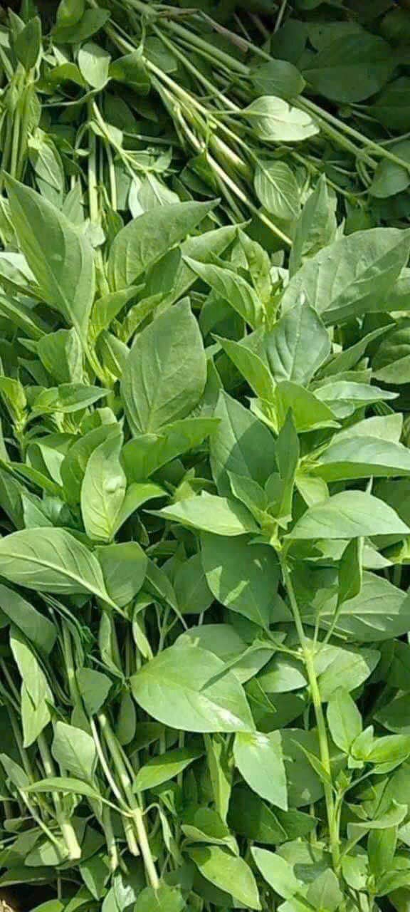 Hạt giống lá é chất lượng Phú Yên gói 100gr