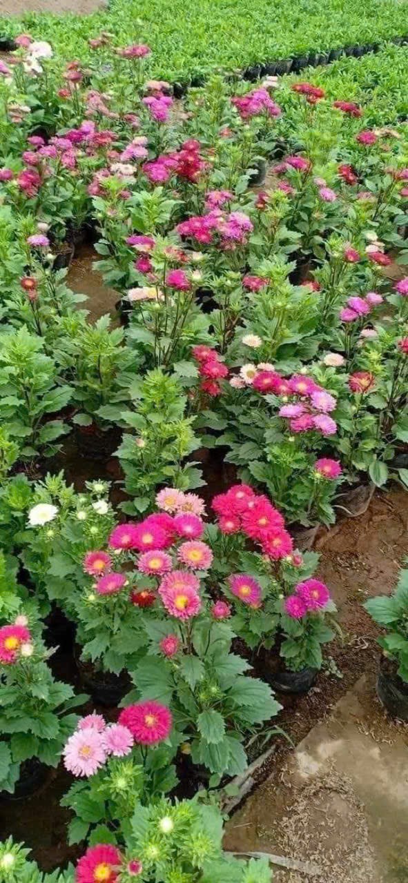 Hạt giống hoa cúc Magic 7 màu