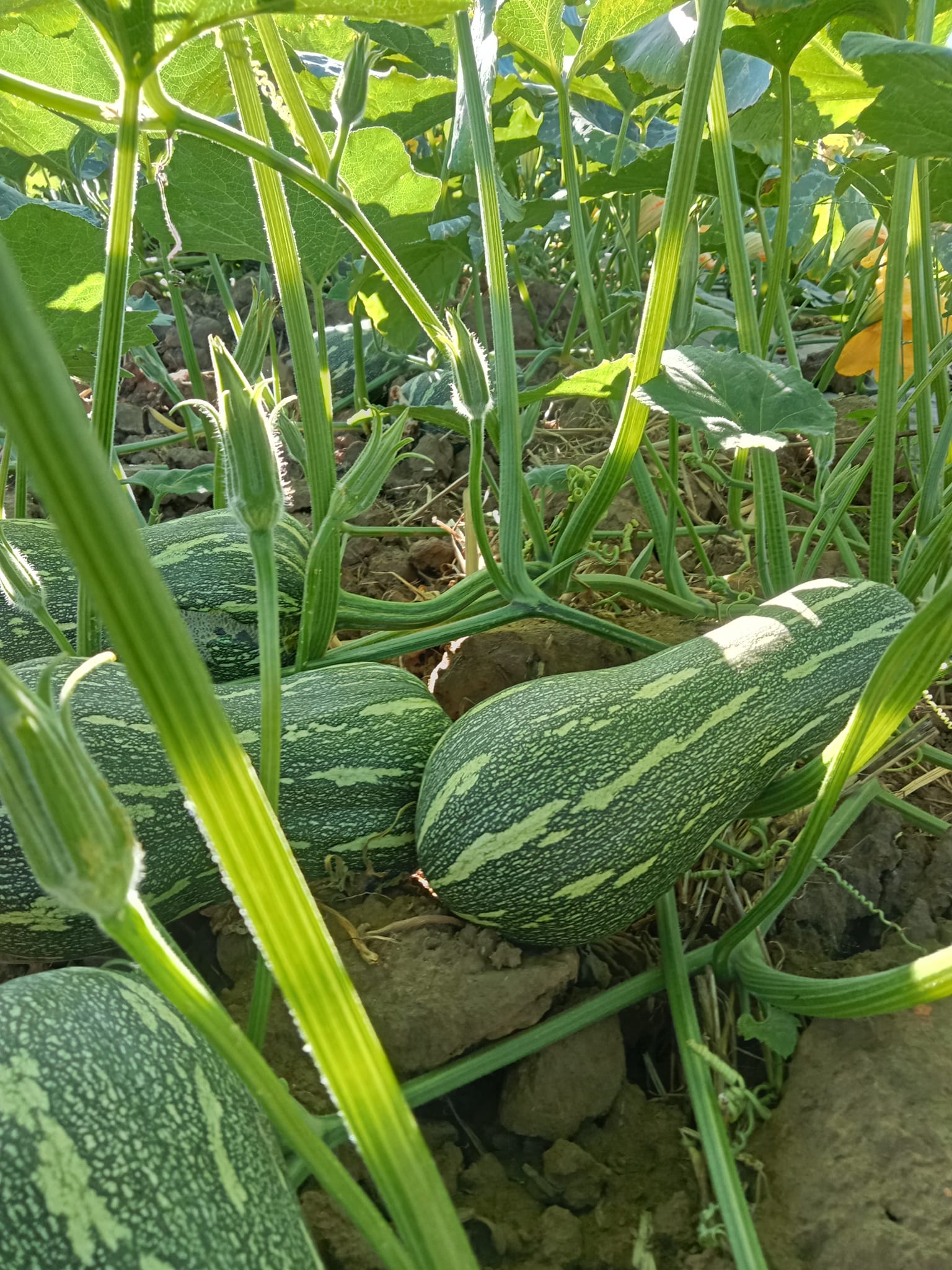 COMBO HẠT GIỐNG 8 LOẠI BẦU – BÍ – MƯỚP DỄ TRỒNG TỶ LỆ NẢY MẦM CAO – SIÊU SAI TRÁI – DỄ CHĂM SÓC