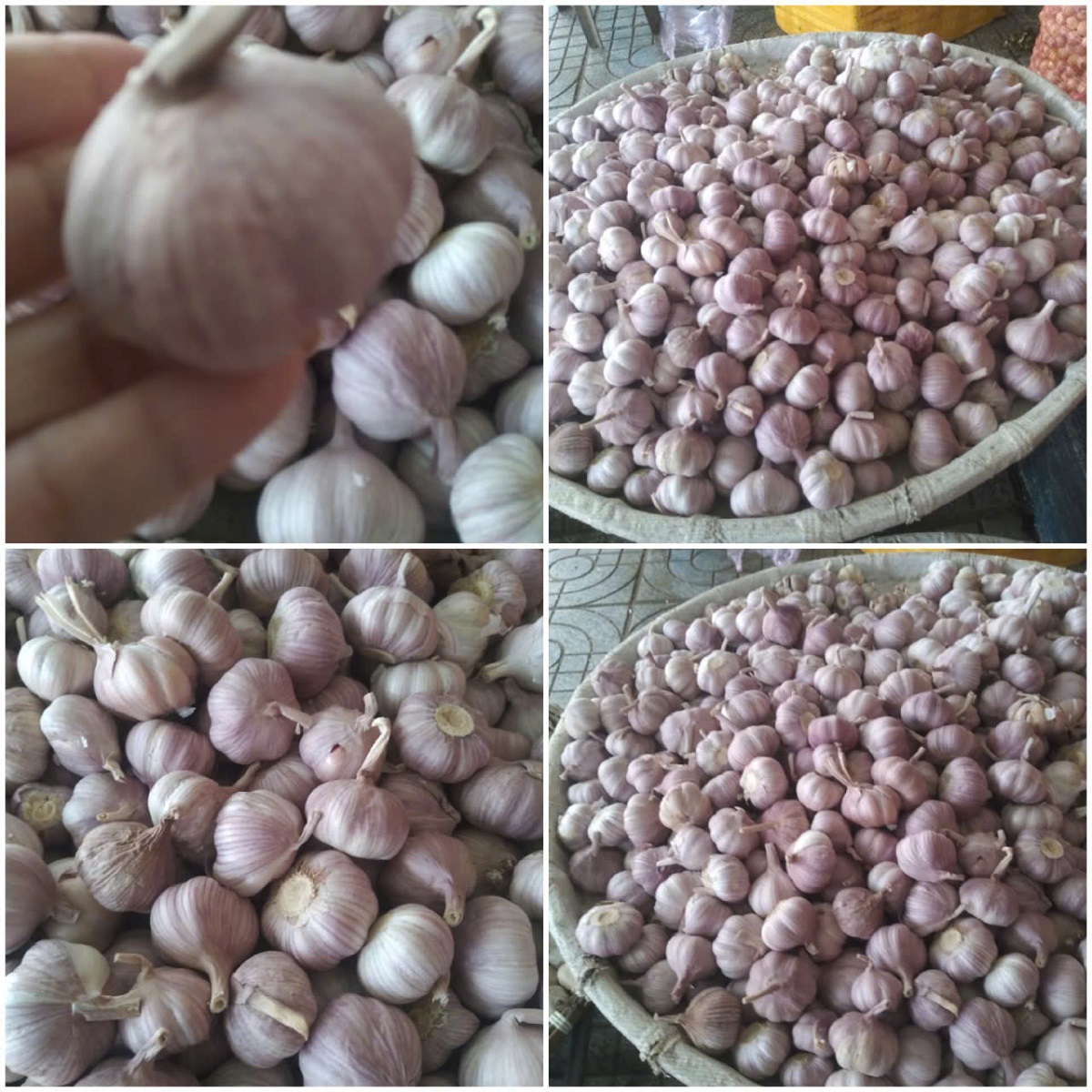 Tỏi Tím chọn nhặt từng củ chắc mẩy