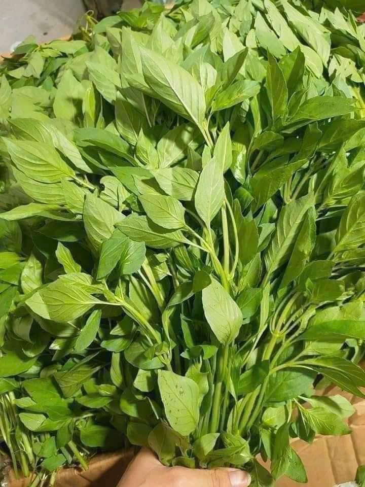 Hạt giống lá é chất lượng Phú Yên gói 100gr