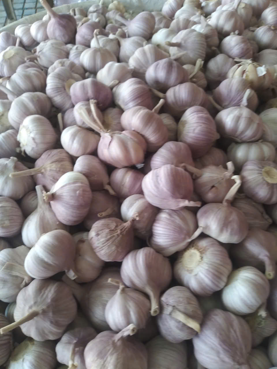 Tỏi Tím chọn nhặt từng củ chắc mẩy