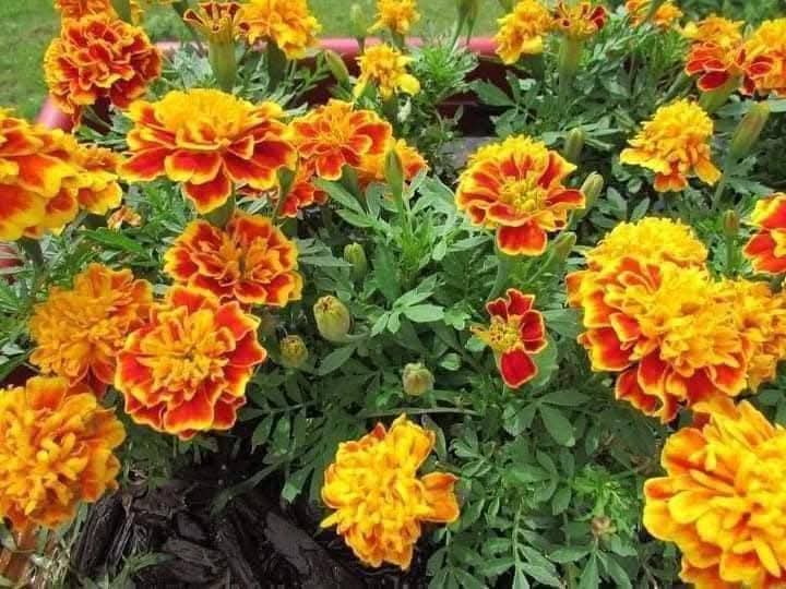 Hạt Giống Hoa Cúc Vạn Thọ Ban Mai kép viền vàng gói 300 hạt