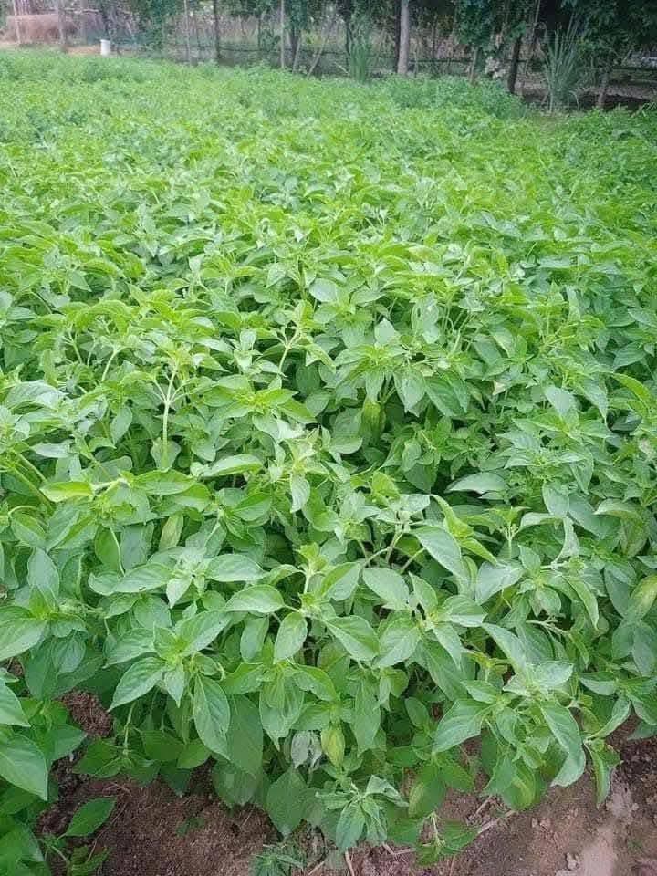 Hạt Giống Lá É Phú Yên Chất Lượng Cao